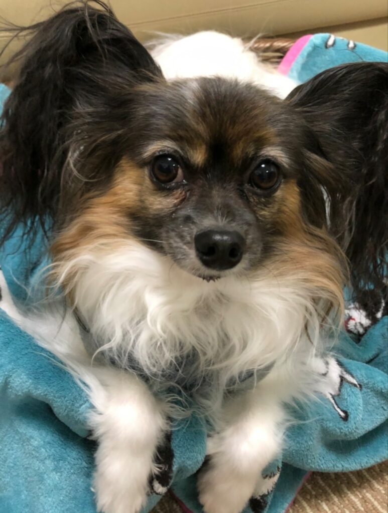 愛犬パピヨン:ルゥ